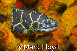 Chain Moray at the Town Pier in Bonaire.
Sea & Sea D70s ... by Mark Lloyd 
